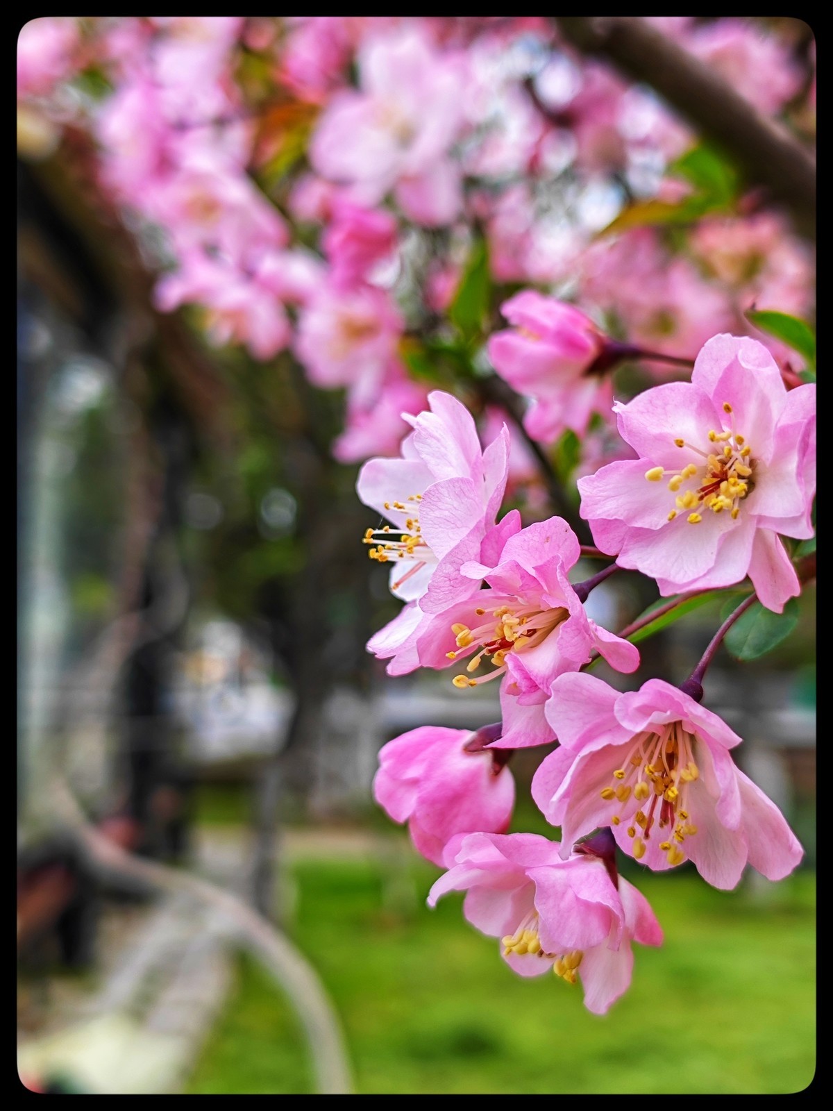 花季踏青好时节