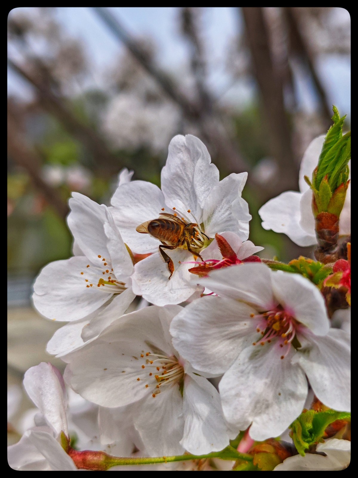 花季踏青好时节