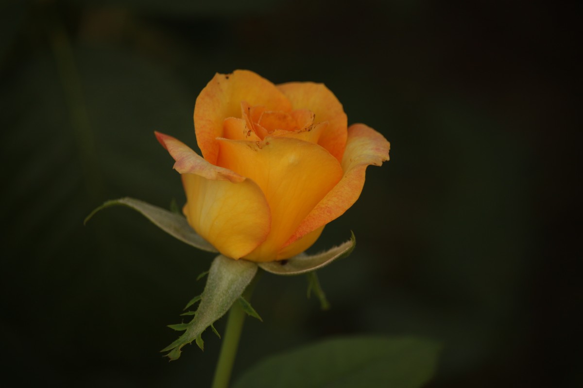 错过花期的盛开