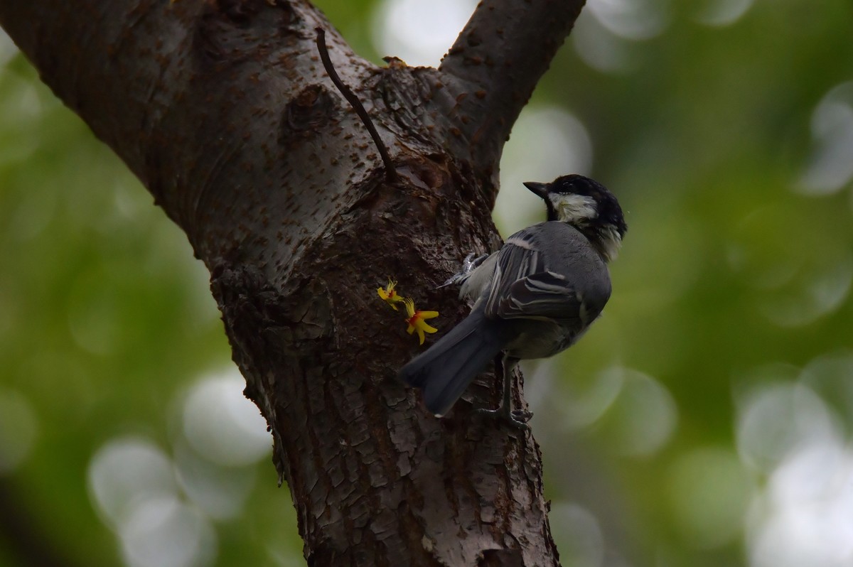 湿地公园拍鸟之---大山雀