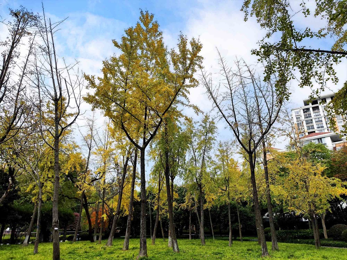 闸北公园【续】