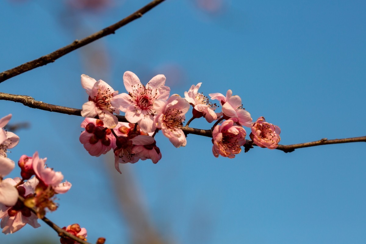 橘子洲拍梅花 6