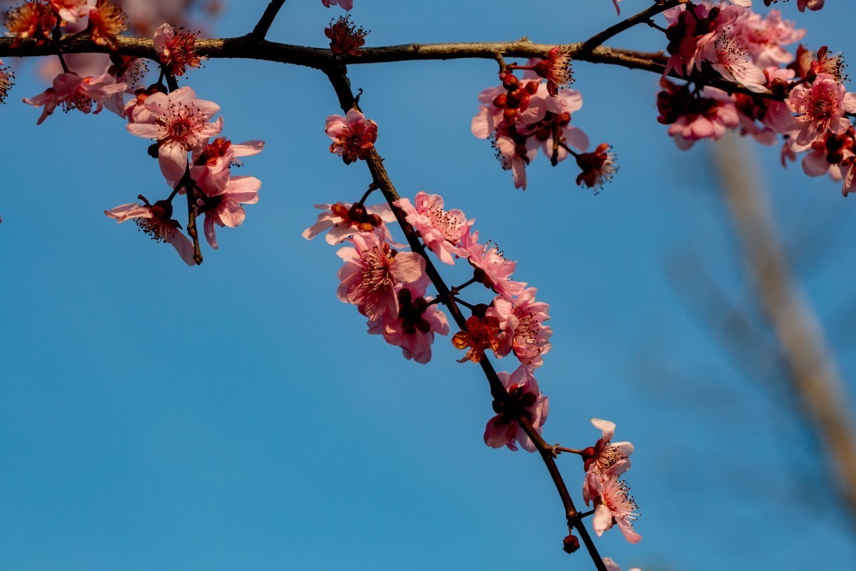 橘子洲拍梅花 6