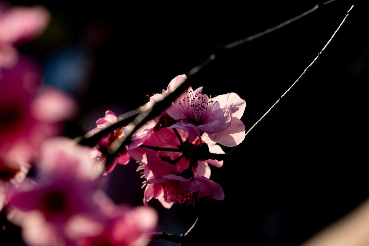 橘子洲拍梅花 6