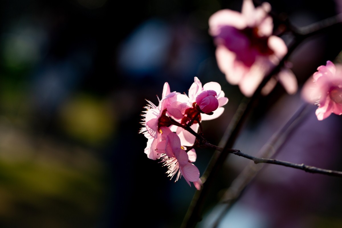 橘子洲拍梅花 6