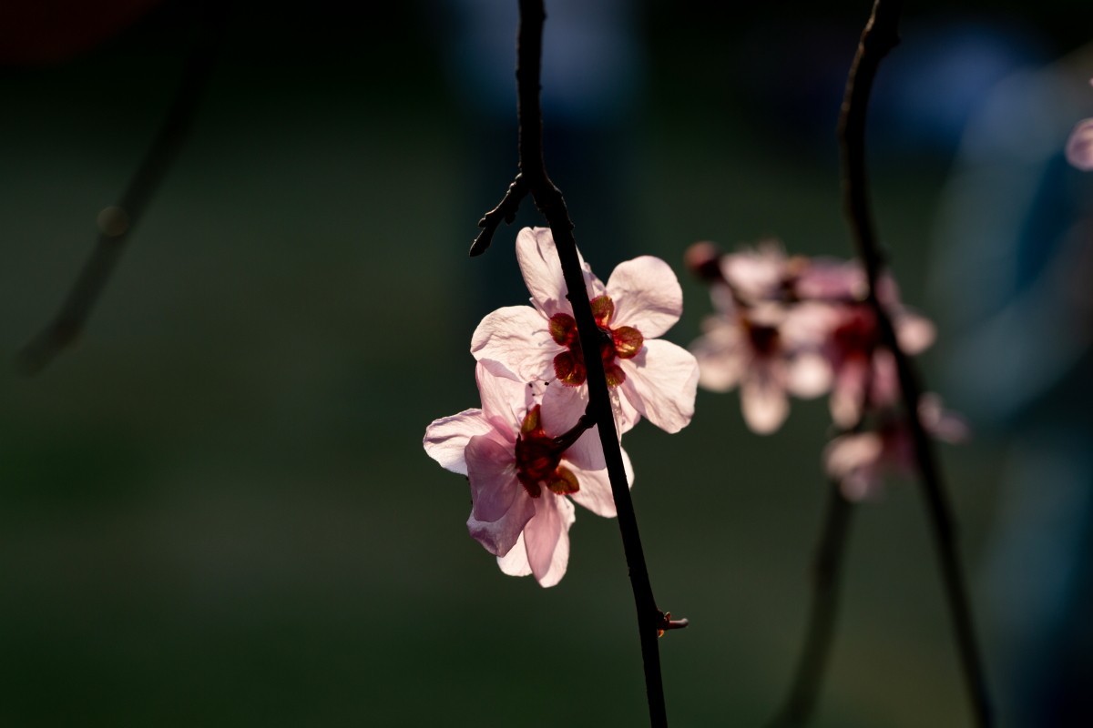 橘子洲拍梅花 6