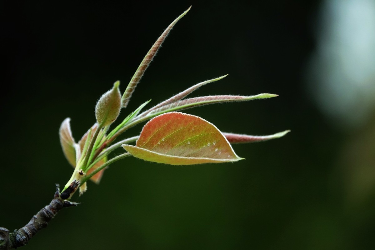 如此汉中洋县朱鹮梨园