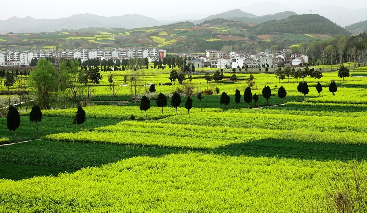 如此汉中洋县朱鹮梨园