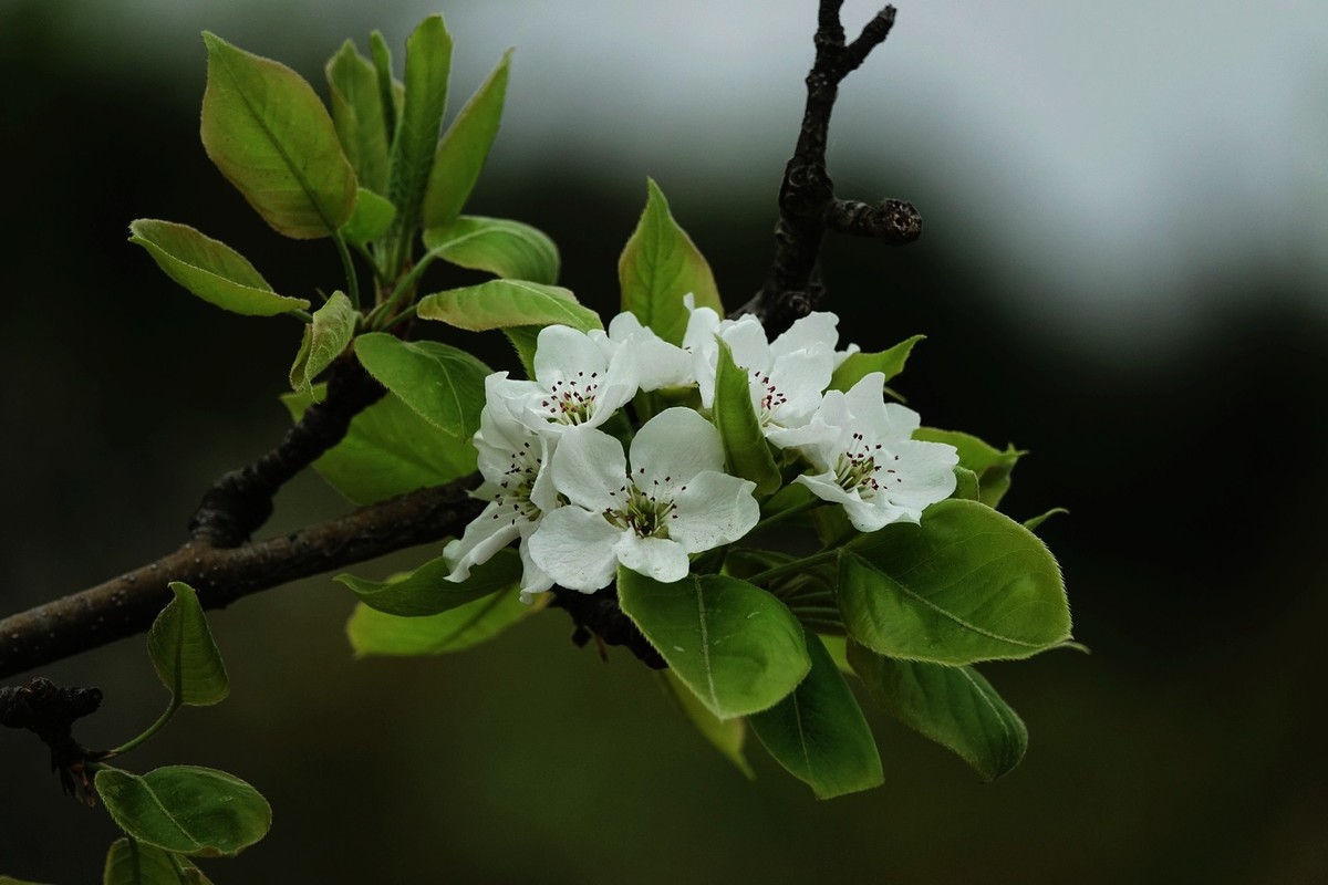 如此汉中洋县朱鹮梨园