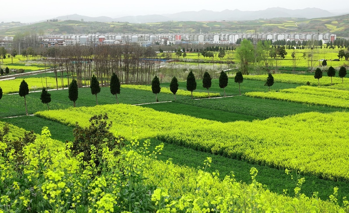 如此汉中洋县朱鹮梨园