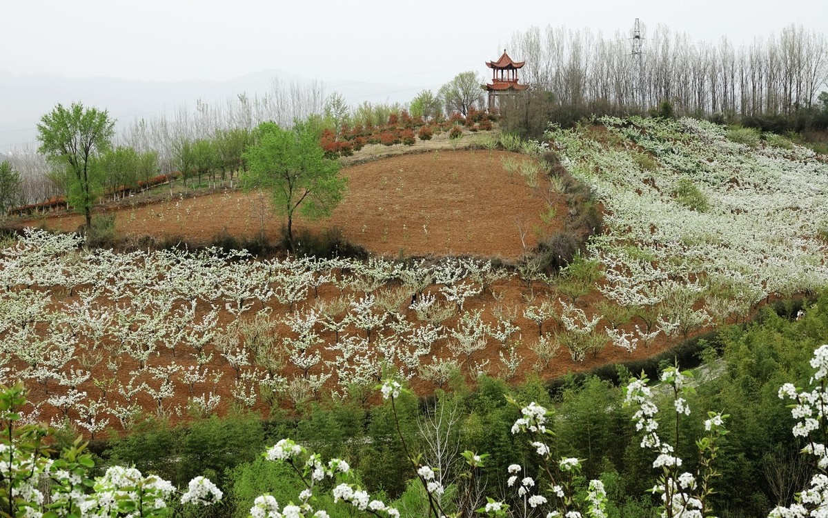 如此汉中洋县朱鹮梨园