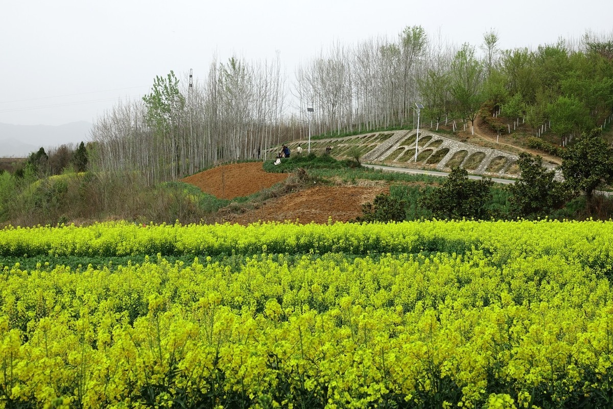 如此汉中洋县朱鹮梨园