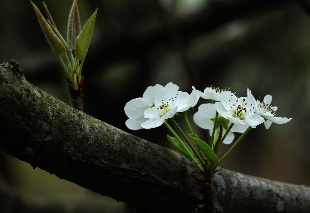 如此汉中洋县朱鹮梨园