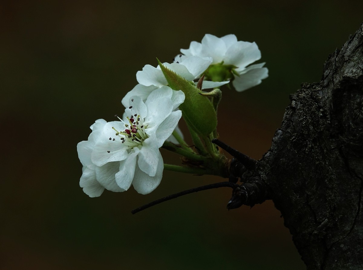 如此汉中洋县朱鹮梨园