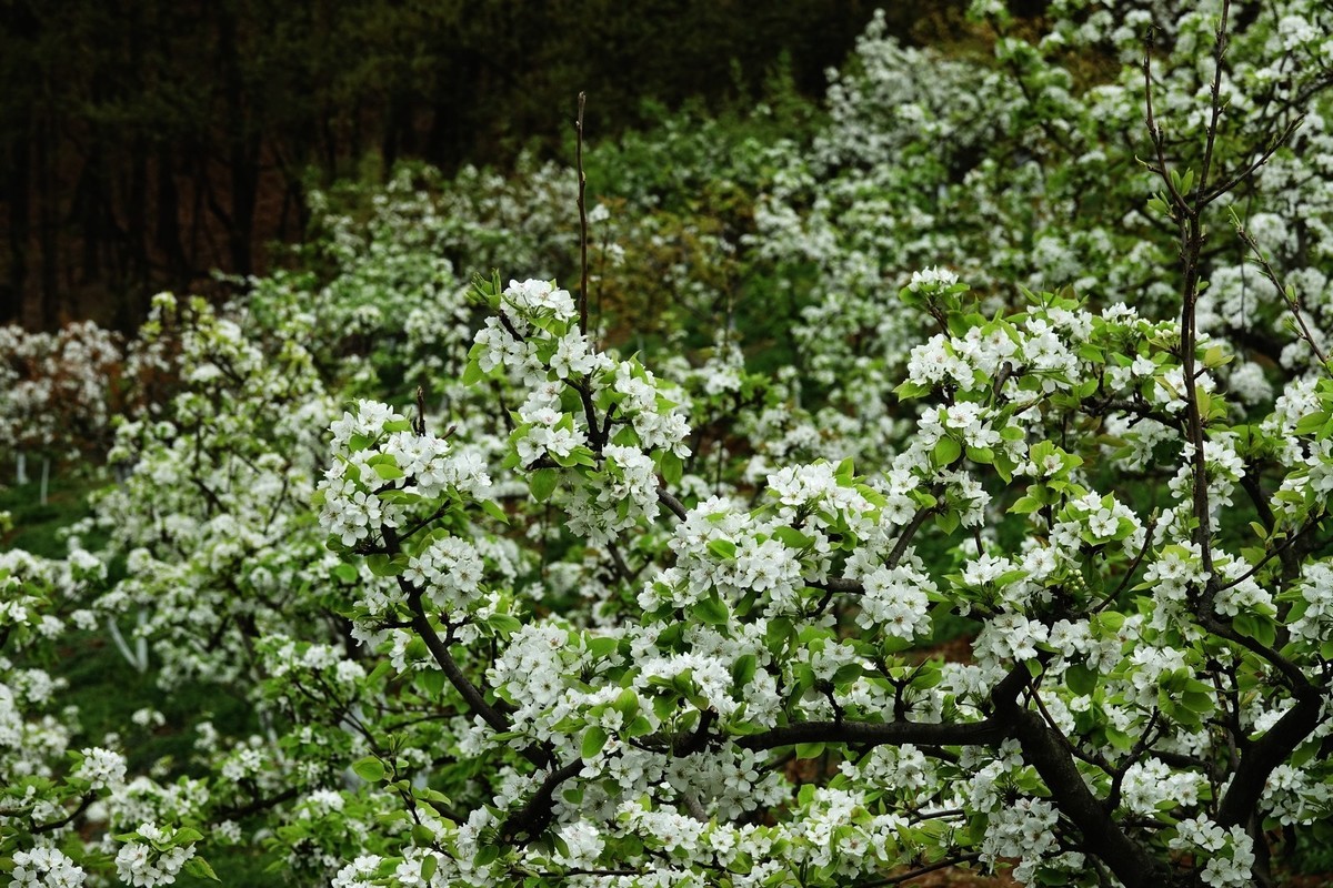 如此汉中洋县朱鹮梨园