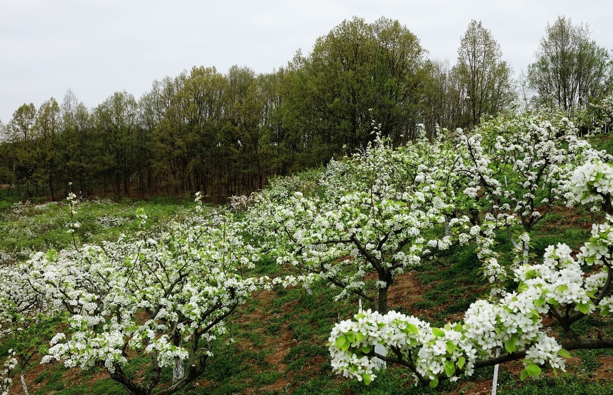 如此汉中洋县朱鹮梨园