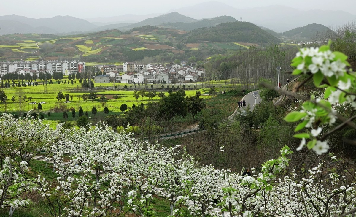 如此汉中洋县朱鹮梨园