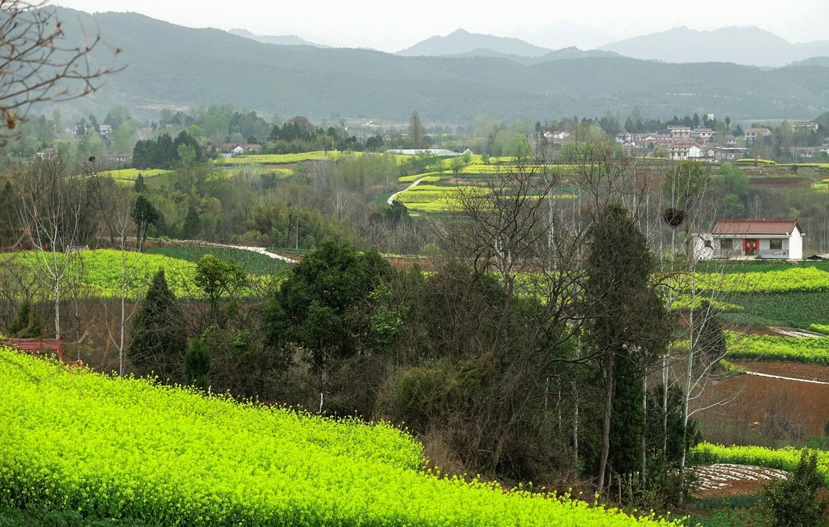 如此汉中洋县朱鹮梨园