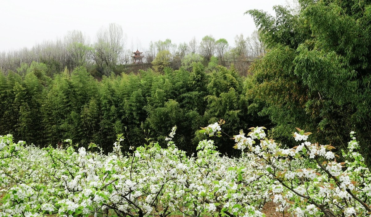 如此汉中洋县朱鹮梨园