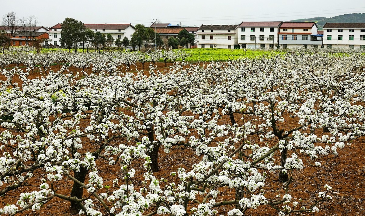 如此汉中洋县朱鹮梨园