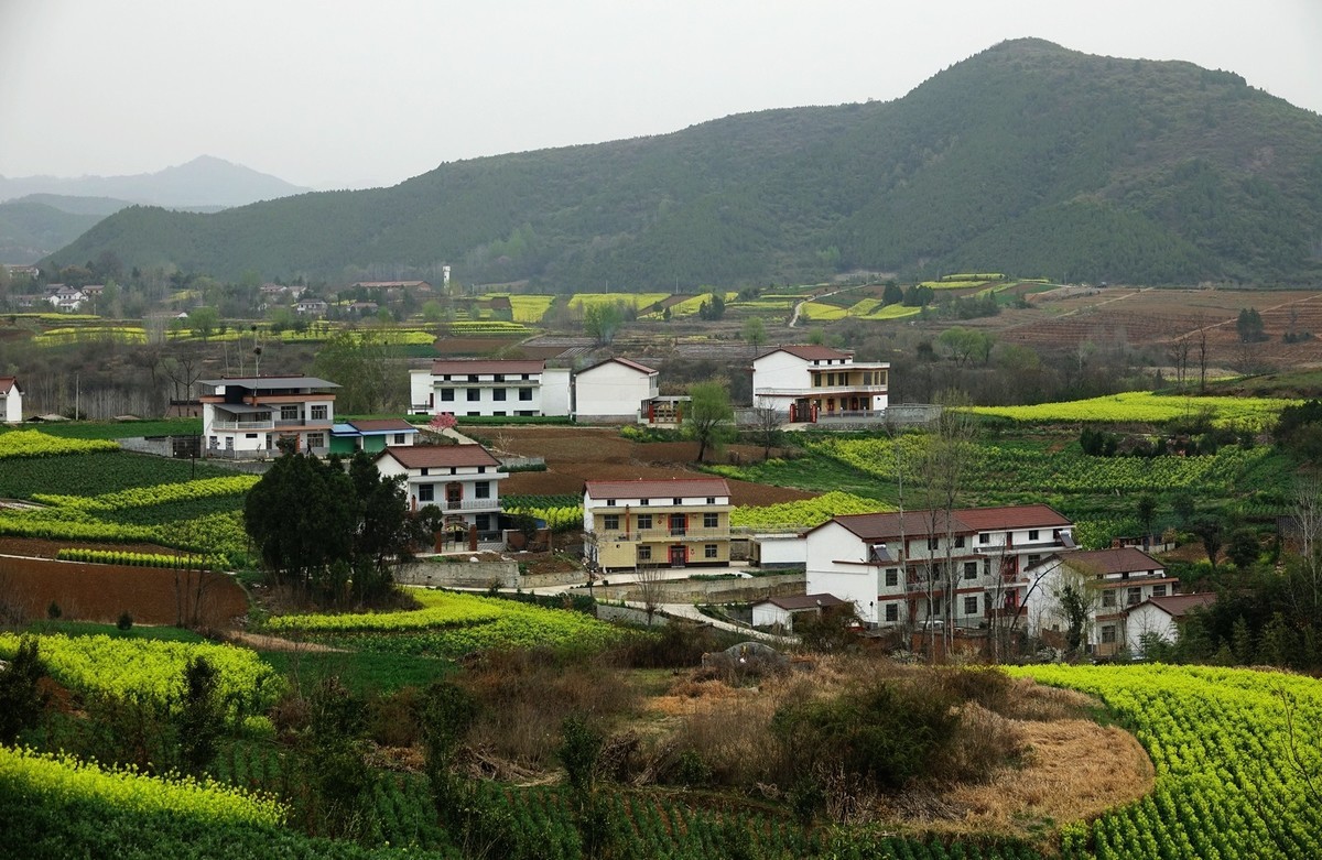 如此汉中洋县朱鹮梨园