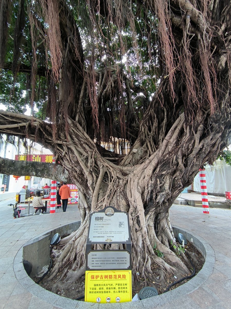 2025春节 广东行（97）建村历史300年--较场尾