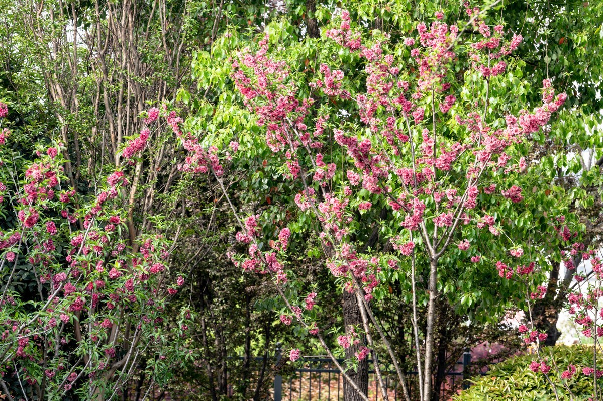 庐州印象（452）四里渠滨水公园