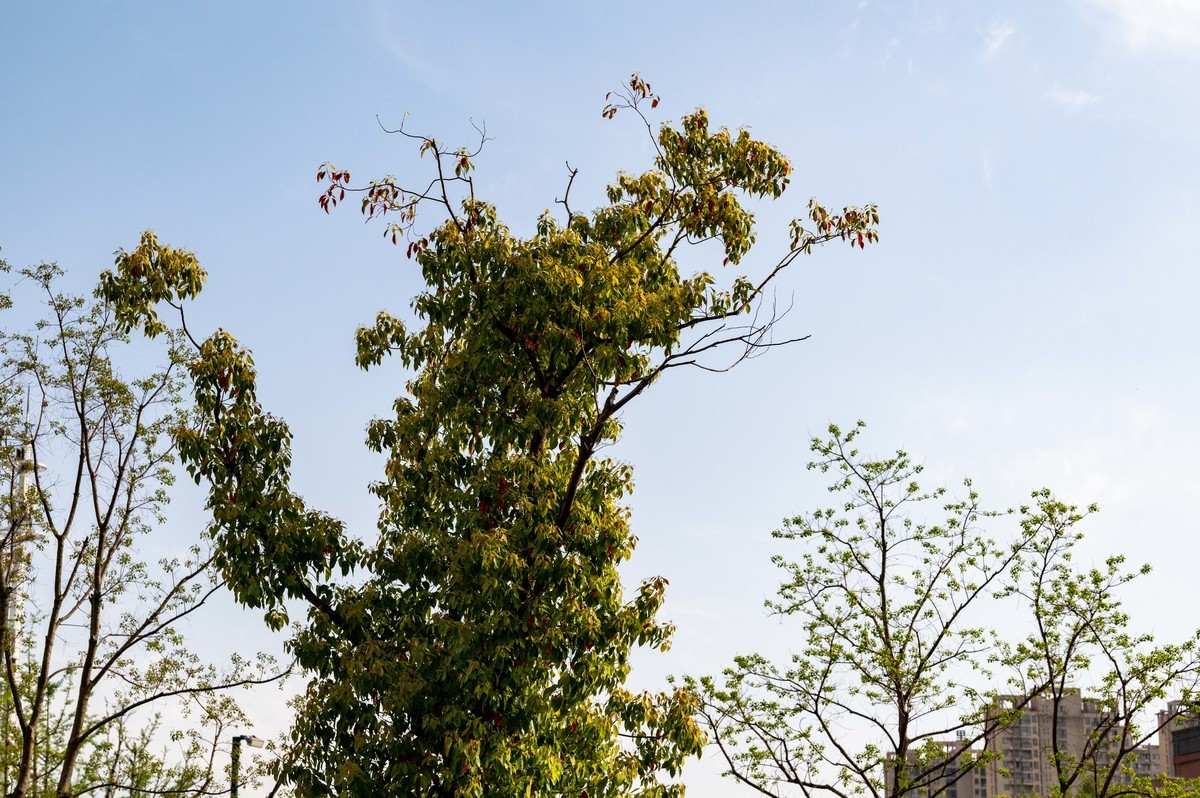 庐州印象（452）四里渠滨水公园