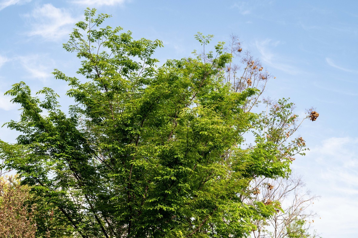 庐州印象（452）四里渠滨水公园