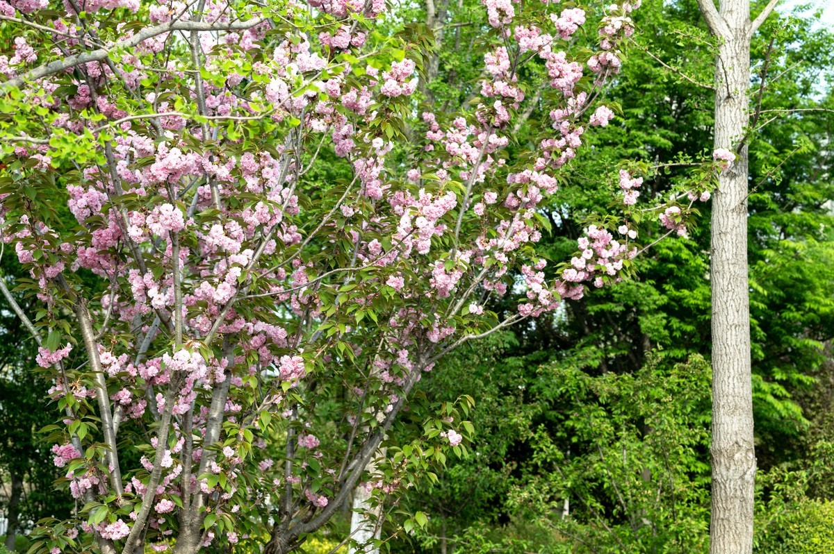 庐州印象（452）四里渠滨水公园