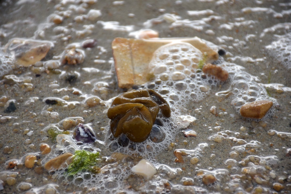 2025春节 广东行（98）深圳水上运动发源地---龙岐湾