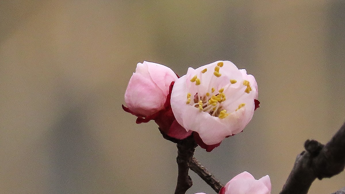 阳春三月恰是杏花正开时