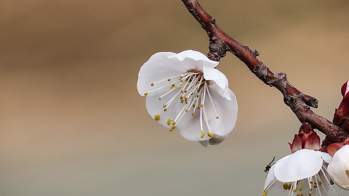 阳春三月恰是杏花正开时