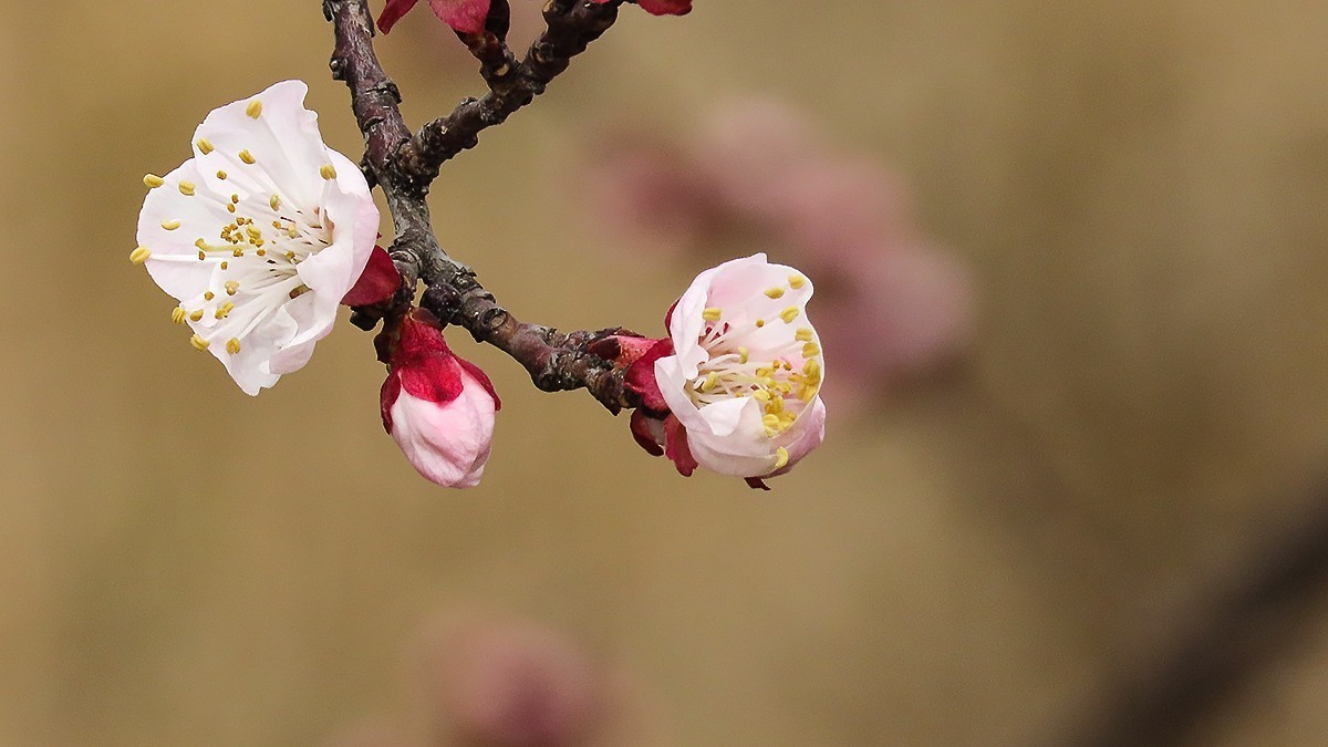 阳春三月恰是杏花正开时