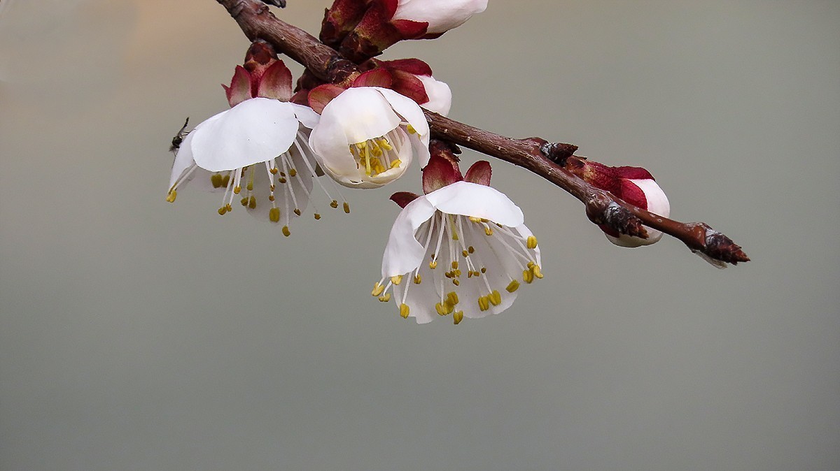 阳春三月恰是杏花正开时