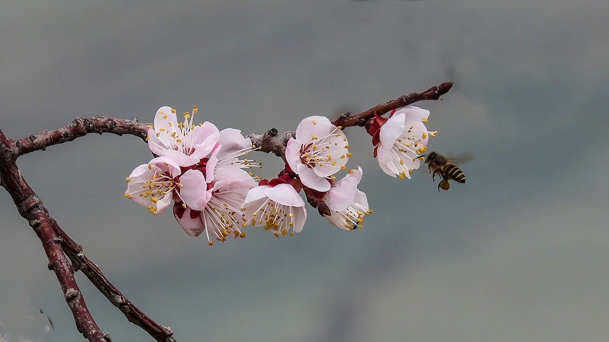 阳春三月恰是杏花正开时