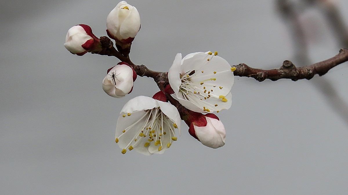 阳春三月恰是杏花正开时