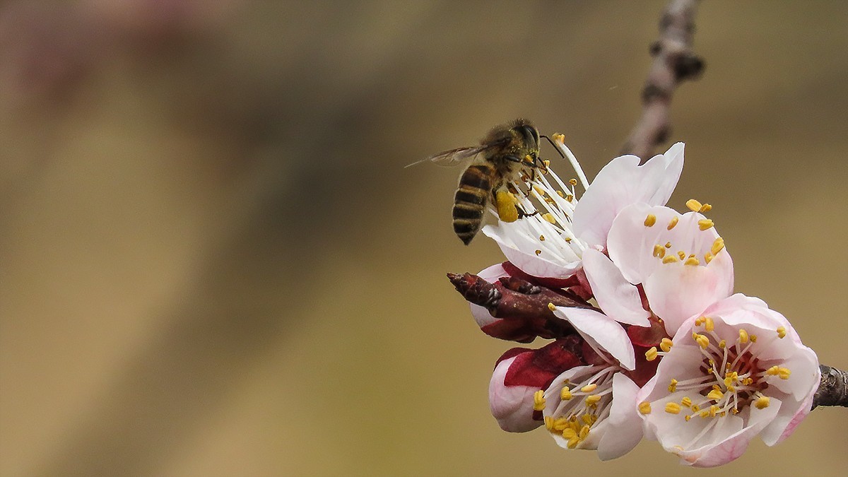 阳春三月恰是杏花正开时