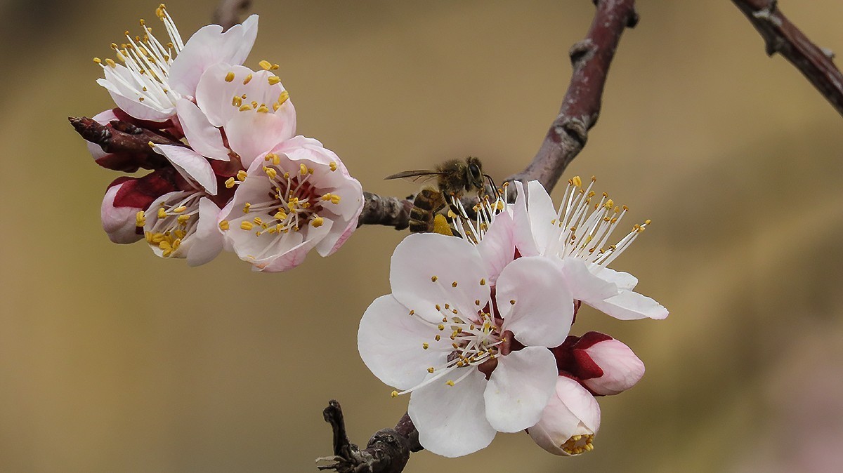 阳春三月恰是杏花正开时