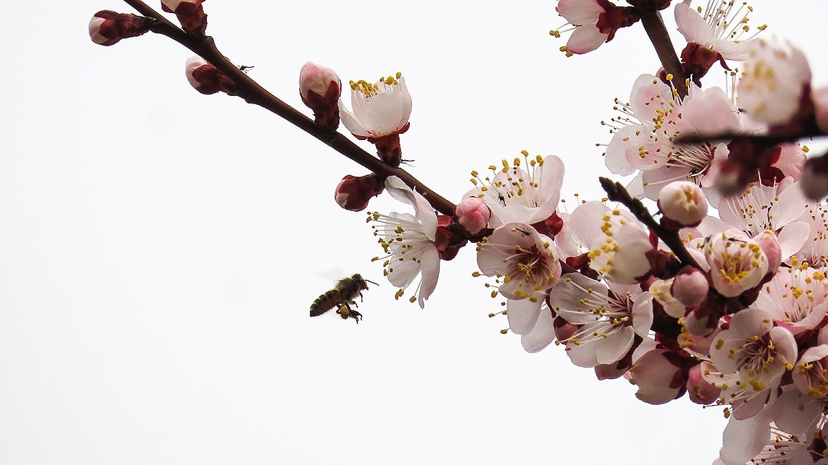 阳春三月恰是杏花正开时