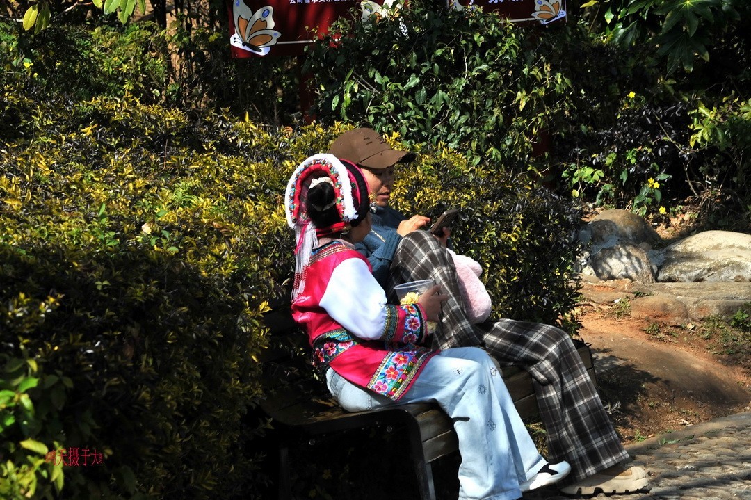 2025年春节蝴蝶泉边      周鸣天