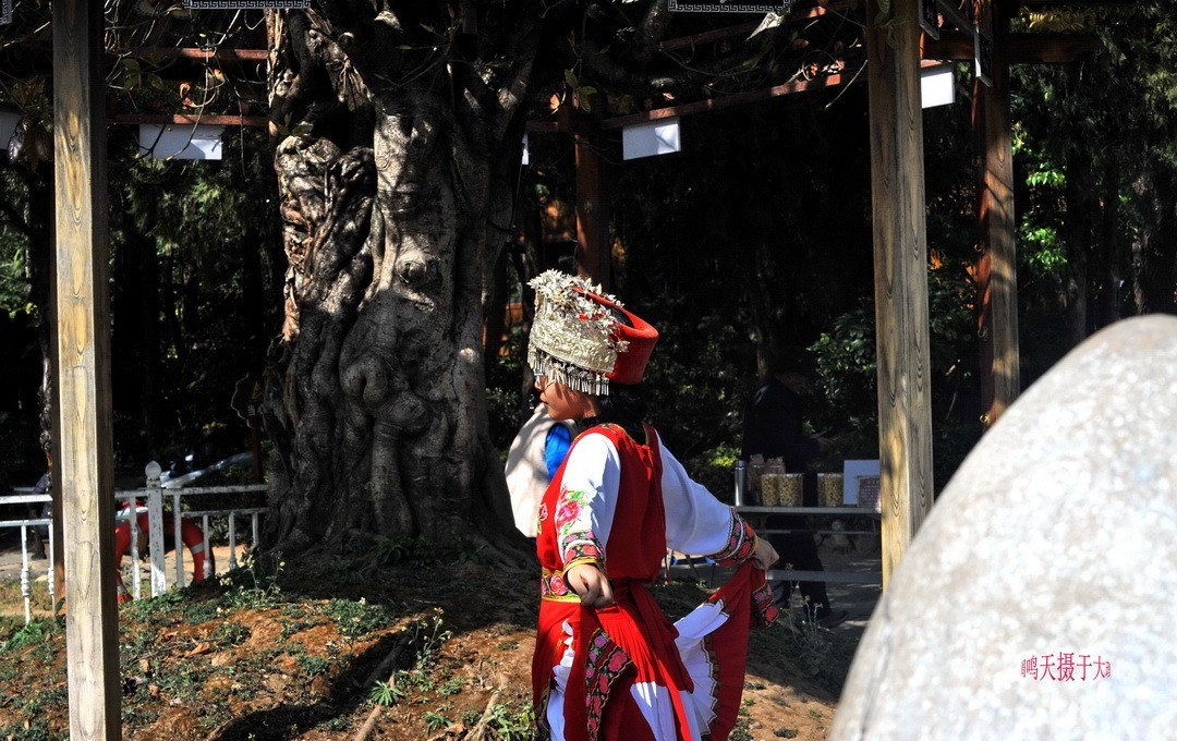 2025年春节蝴蝶泉边      周鸣天