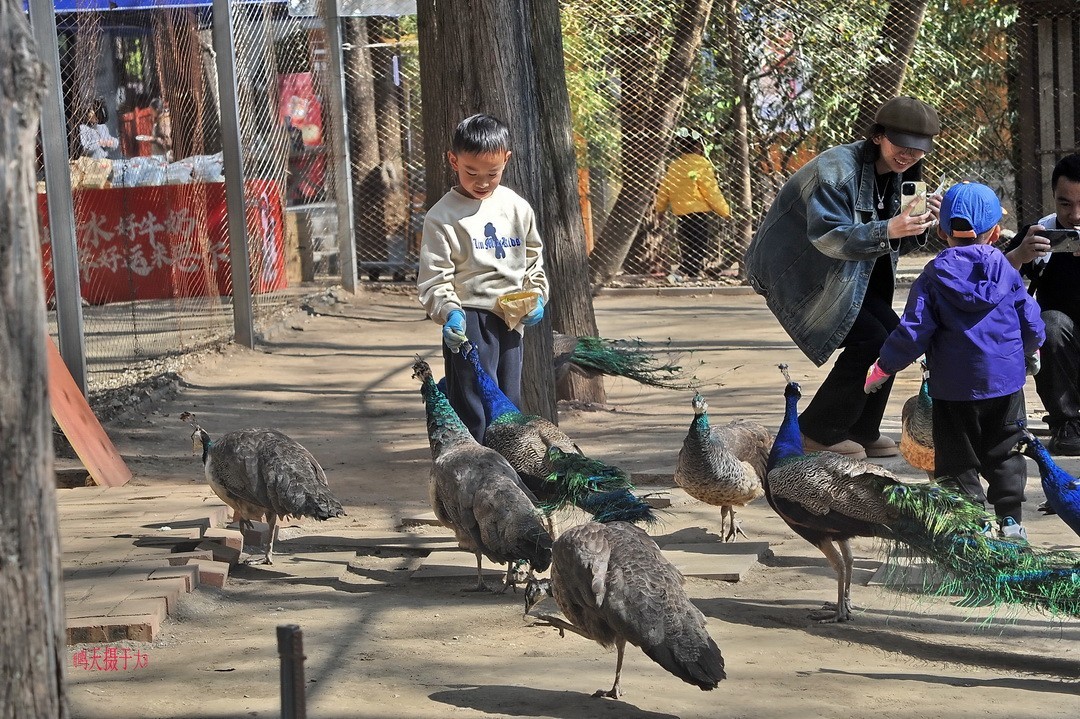 2025年春节蝴蝶泉边      周鸣天