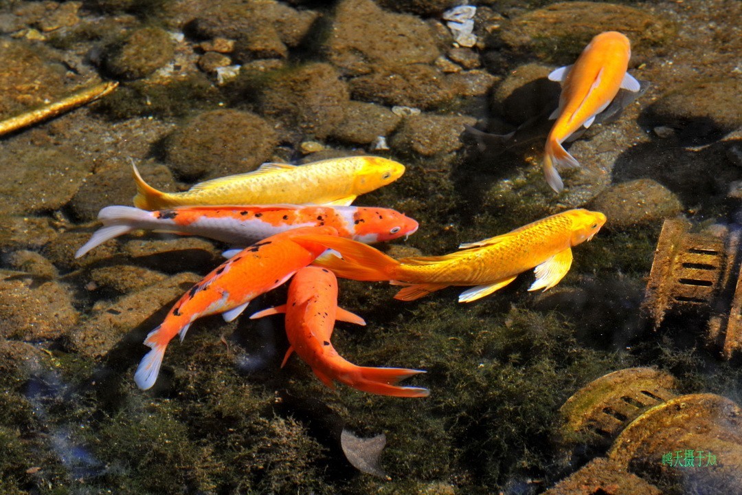 2025年春节蝴蝶泉边      周鸣天