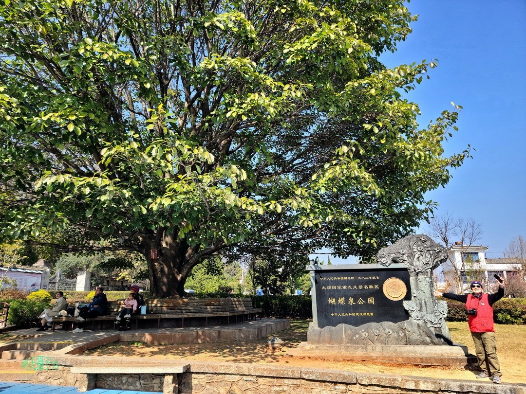 2025年春节蝴蝶泉边      周鸣天