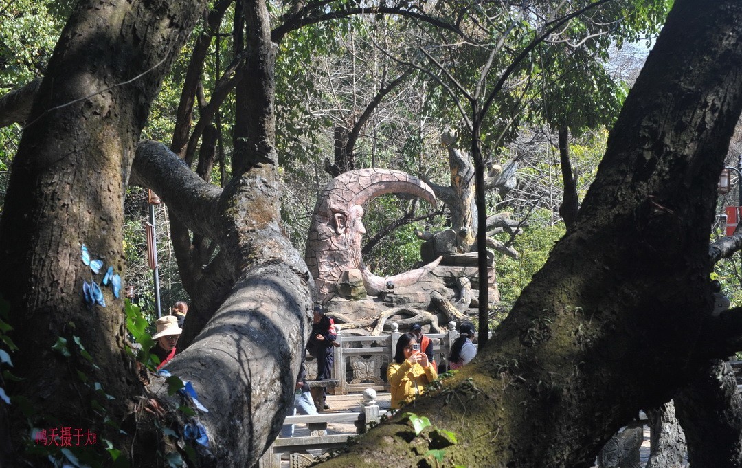 2025年春节蝴蝶泉边      周鸣天