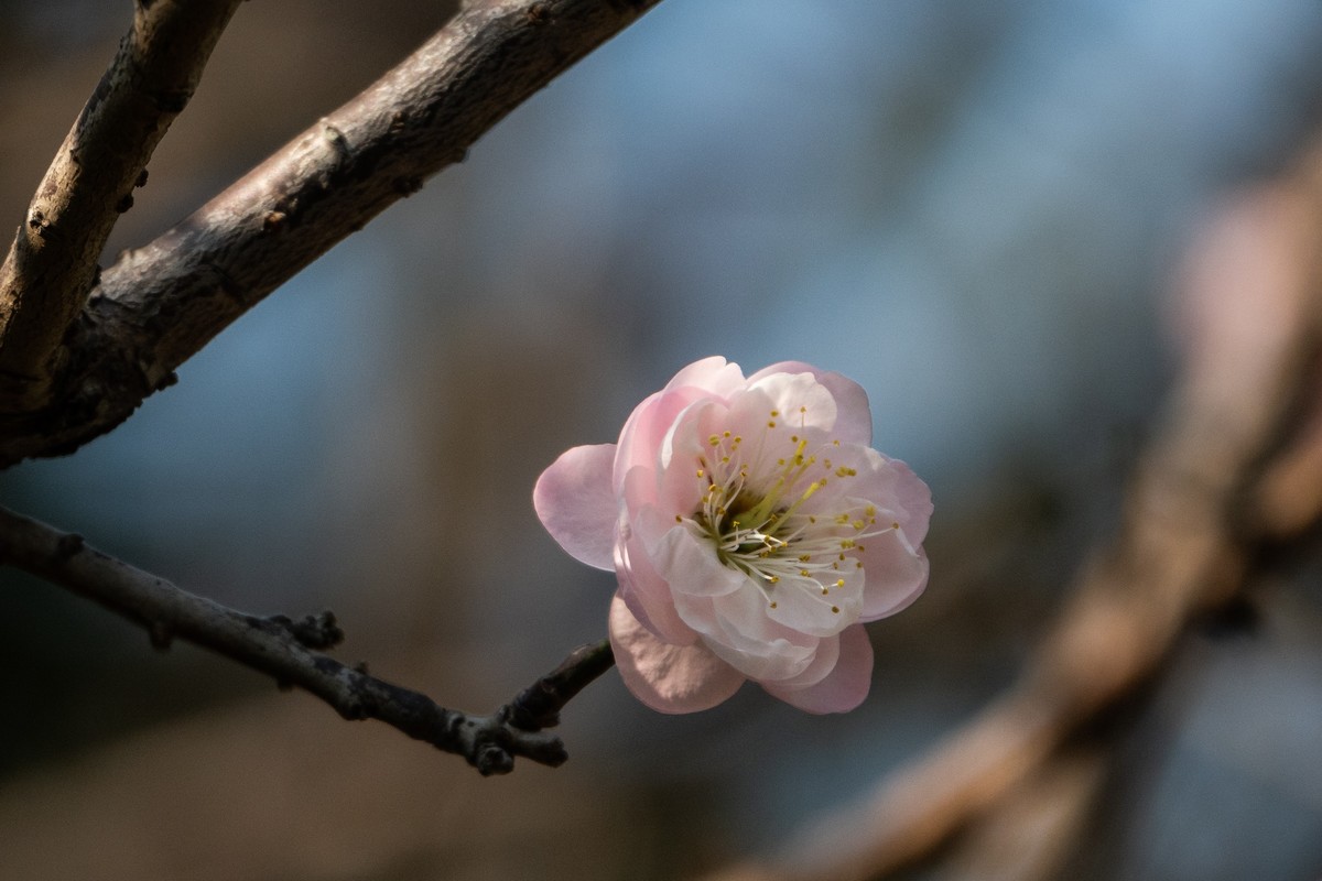 花枝招展（461）