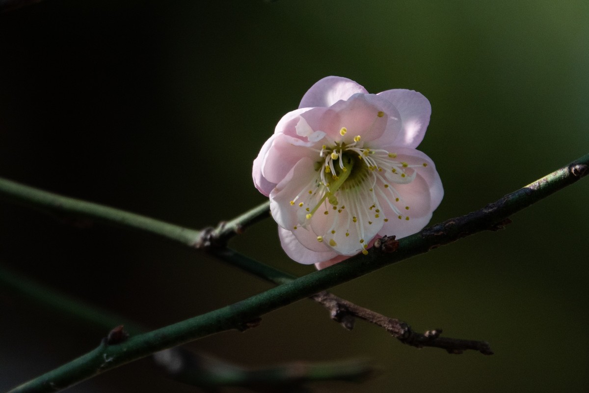 花枝招展（461）