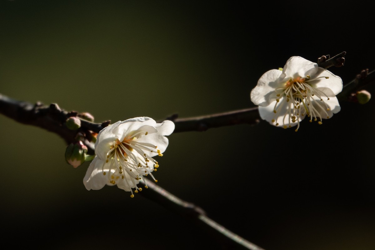 花枝招展（461）