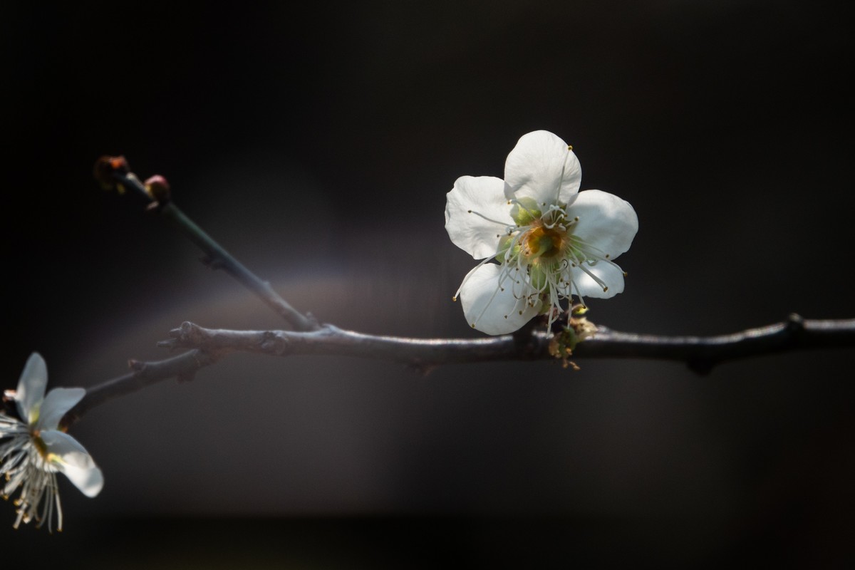 花枝招展（461）